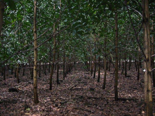 Acacia Wood Plantation