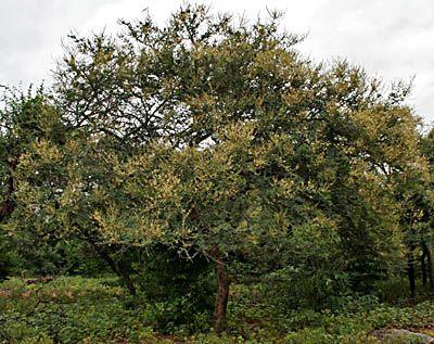 The species of Acacia we use (Babul)